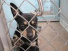 adoptable Dog in  named AUGUST