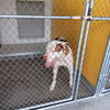 adoptable Dog in Temple, TX named T-BONE