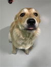 adoptable Dog in  named A076240