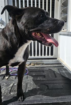 adoptable Dog in Temple, TX named ELVIRA