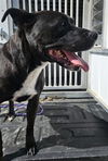 adoptable Dog in Temple, TX named ELVIRA