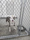 adoptable Dog in Temple, TX named A076243