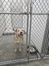 adoptable Dog in Temple, TX named CHECKI