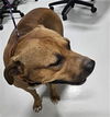 adoptable Dog in Temple, TX named A076249