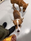 adoptable Dog in Temple, TX named A076253