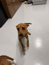 adoptable Dog in Temple, TX named A076255