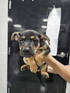 adoptable Dog in  named A076311