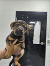 adoptable Dog in  named A076313