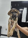 adoptable Dog in  named A076314