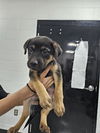 adoptable Dog in  named A076315