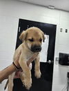 adoptable Dog in  named A076316