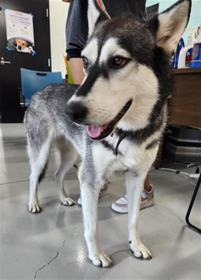 adoptable Dog in Temple, TX named FOXY