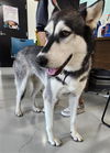 adoptable Dog in  named FOXY