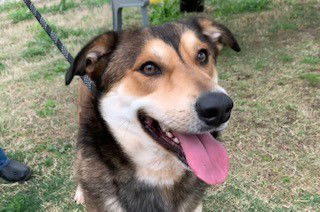 adoptable Dog in Temple, TX named COOPER