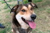 adoptable Dog in  named COOPER
