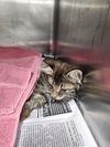 adoptable Cat in  named A076341