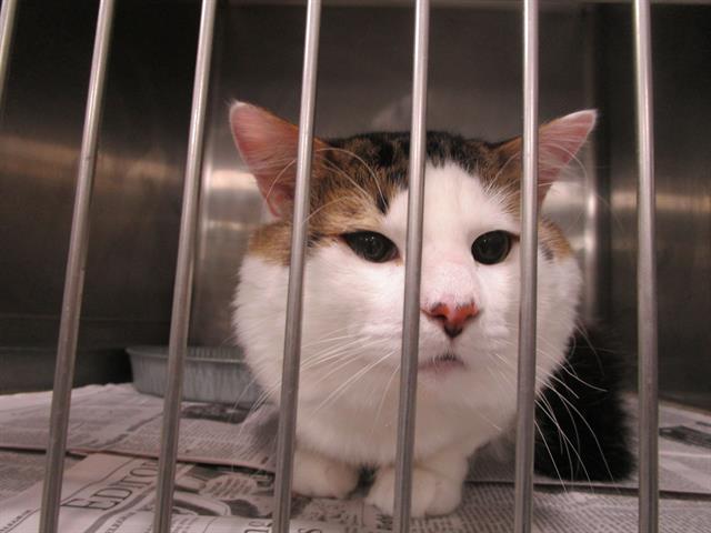 adoptable Cat in Temple, TX named OREO
