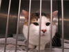 adoptable Cat in  named OREO
