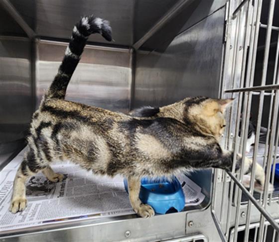 adoptable Cat in Temple, TX named A076301