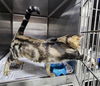 adoptable Cat in  named A076301