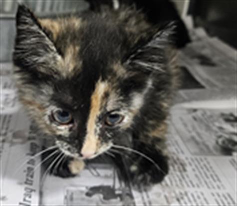 adoptable Cat in Temple, TX named A076304