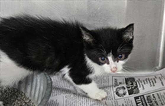 adoptable Cat in Temple, TX named A076305
