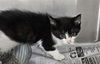 adoptable Cat in  named A076305
