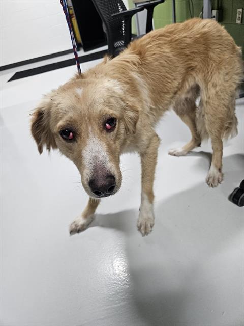 adoptable Dog in Temple, TX named A076310