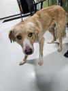 adoptable Dog in  named A076310