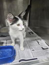 adoptable Cat in  named A076317