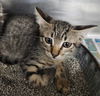 adoptable Cat in  named A076320