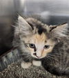 adoptable Cat in  named A076321