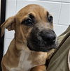adoptable Dog in  named A076360