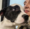 adoptable Dog in  named A076362