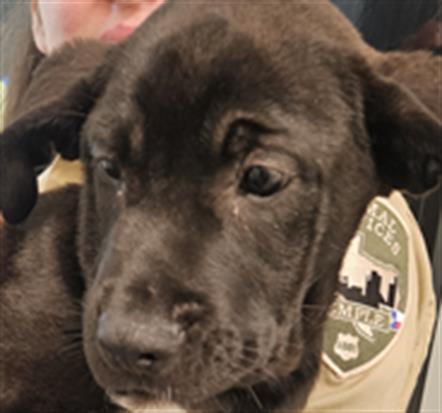 adoptable Dog in Temple, TX named A076364