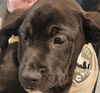 adoptable Dog in  named A076364