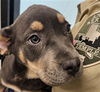 adoptable Dog in  named A076367