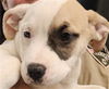 adoptable Dog in  named A076370