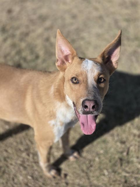 GUS