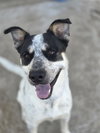 BANJO - Photo 1