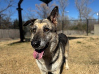 PIXIE DUST