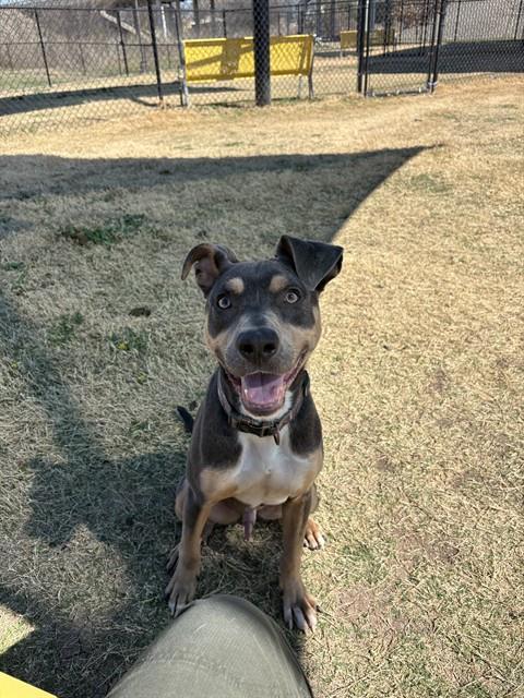 ROSCOE