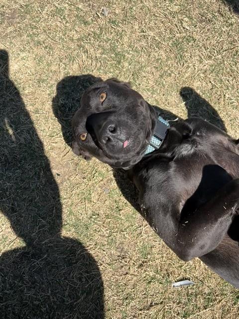 Pit Bull