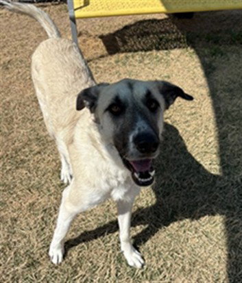 picture of the dog needing adoption