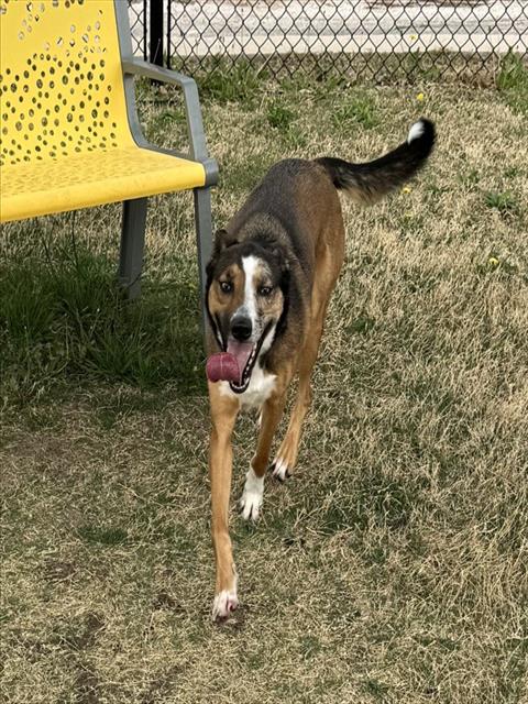 Catahoula Leopard Dog