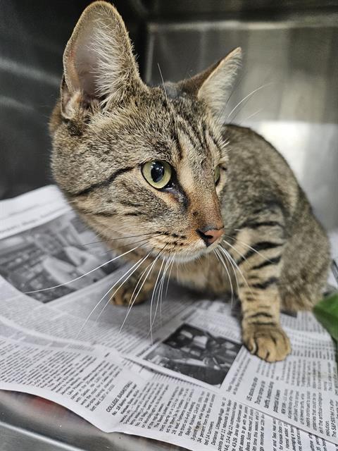 picture of the cat needing adoption