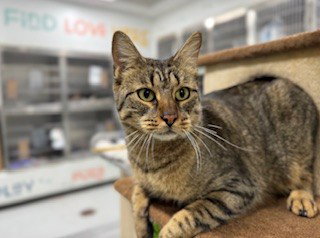 A078577, an adoptable Domestic Short Hair in Temple, TX