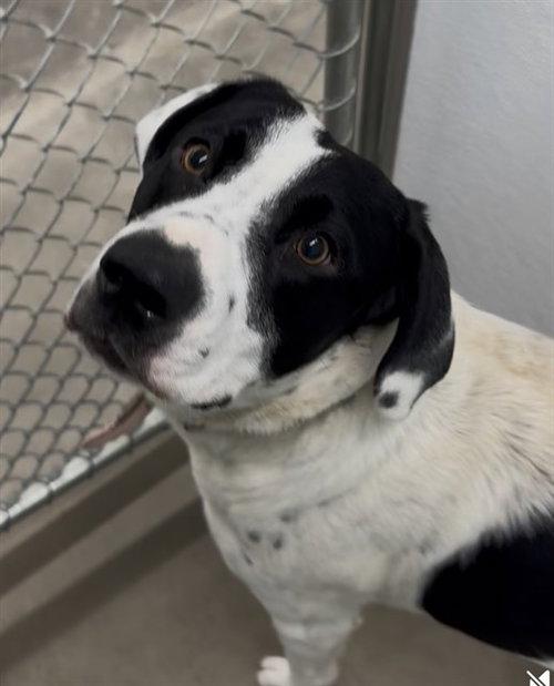 picture of the dog needing adoption
