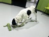 OREO - Photo 1