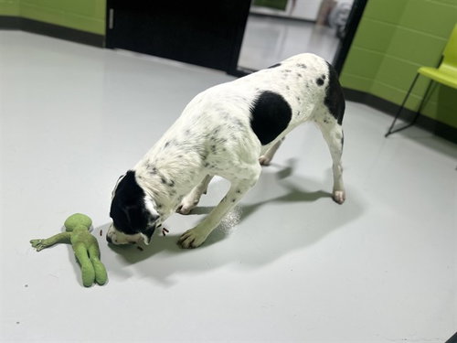 OREO - Bearded Collie / Labrador Retriever available for adoption